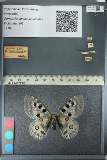 Media type: image;   Entomology 175343